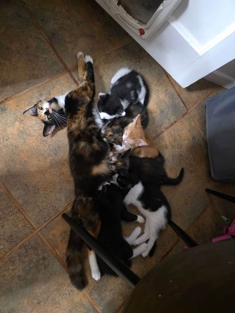 🐾 Three lovely kittens looking for their forever homes 🐾