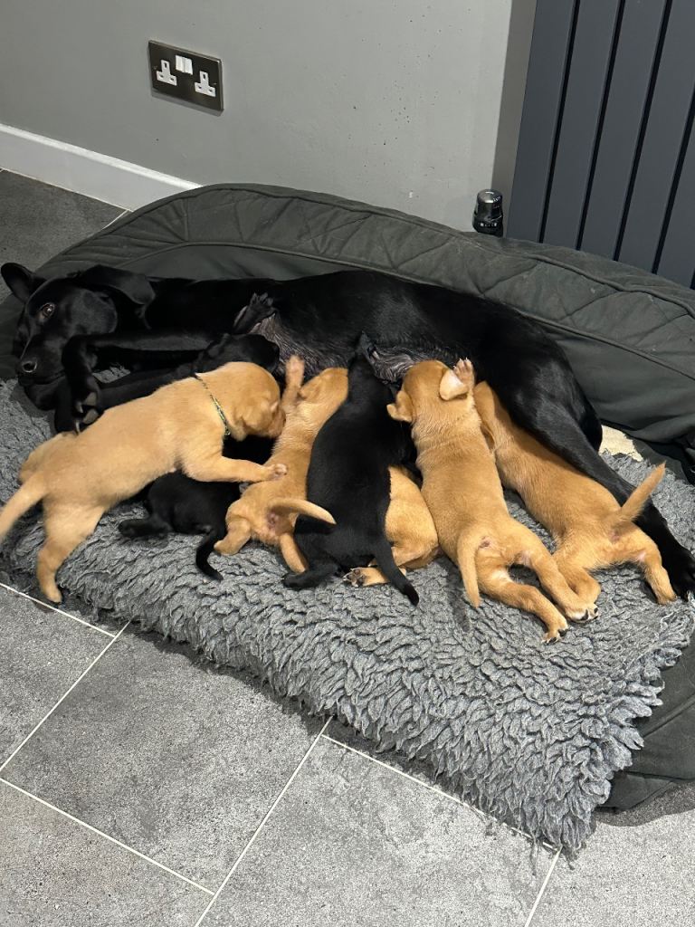 KC Registered Labrador Puppies