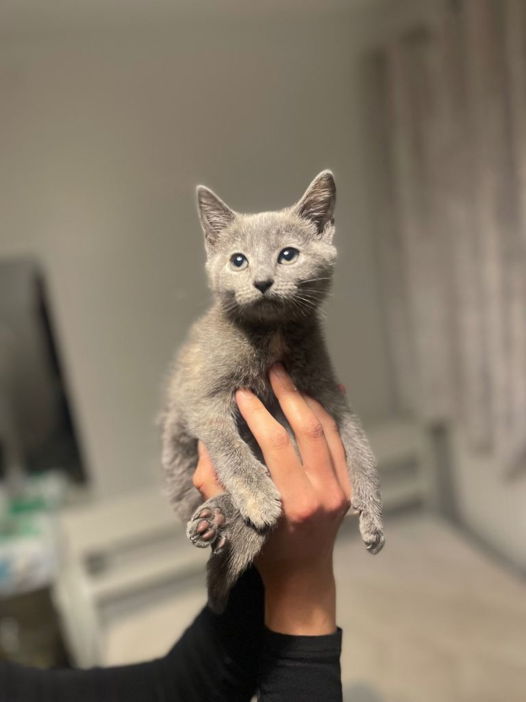 image for Beautiful most loving kittens for sale mixed colours 