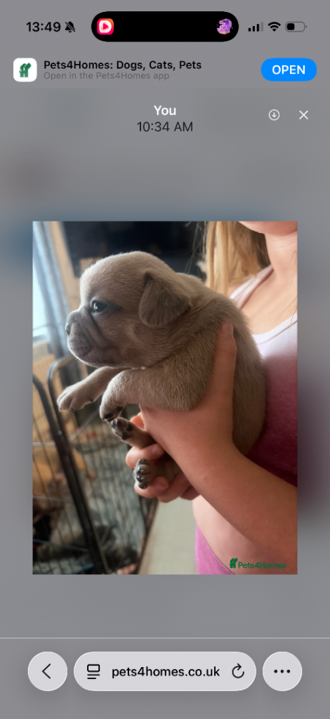 LAST 2 FRUG MALE PUPPIES 