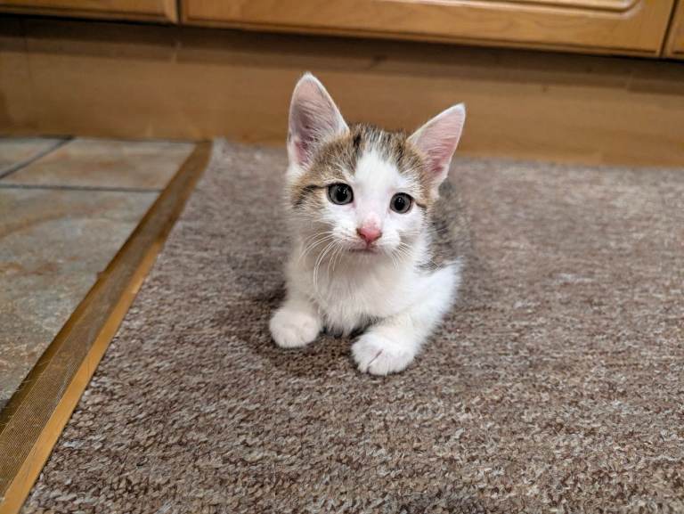 White and grey kitten
