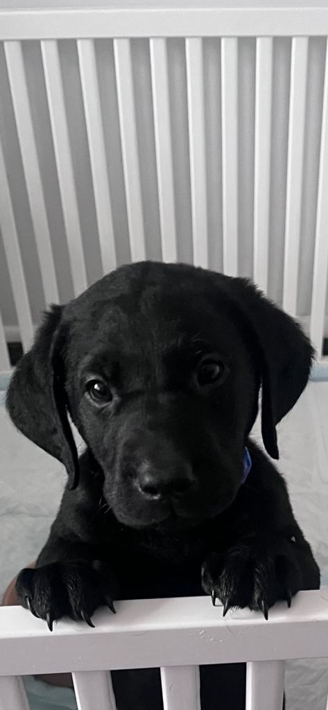 Beautiful KC Labrador Puppies