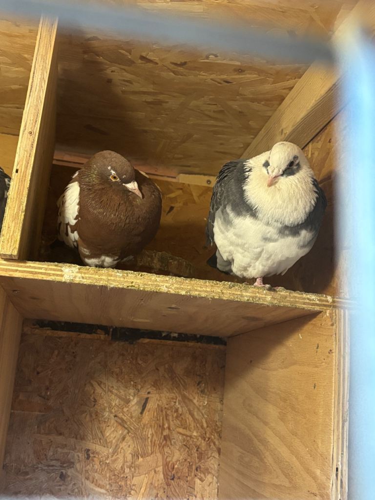 Young Racing pigeons for sale