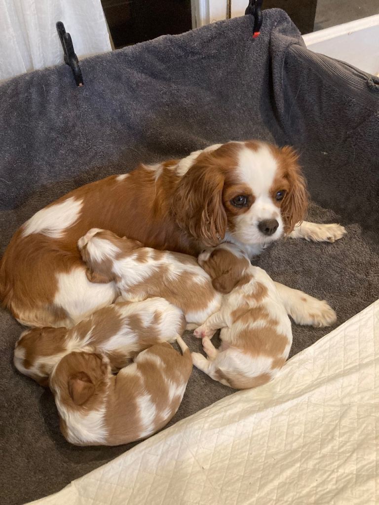 Blenheim Cavalier King Charles Puppies