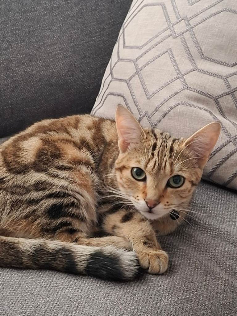 Scar is looking for her forever home.
