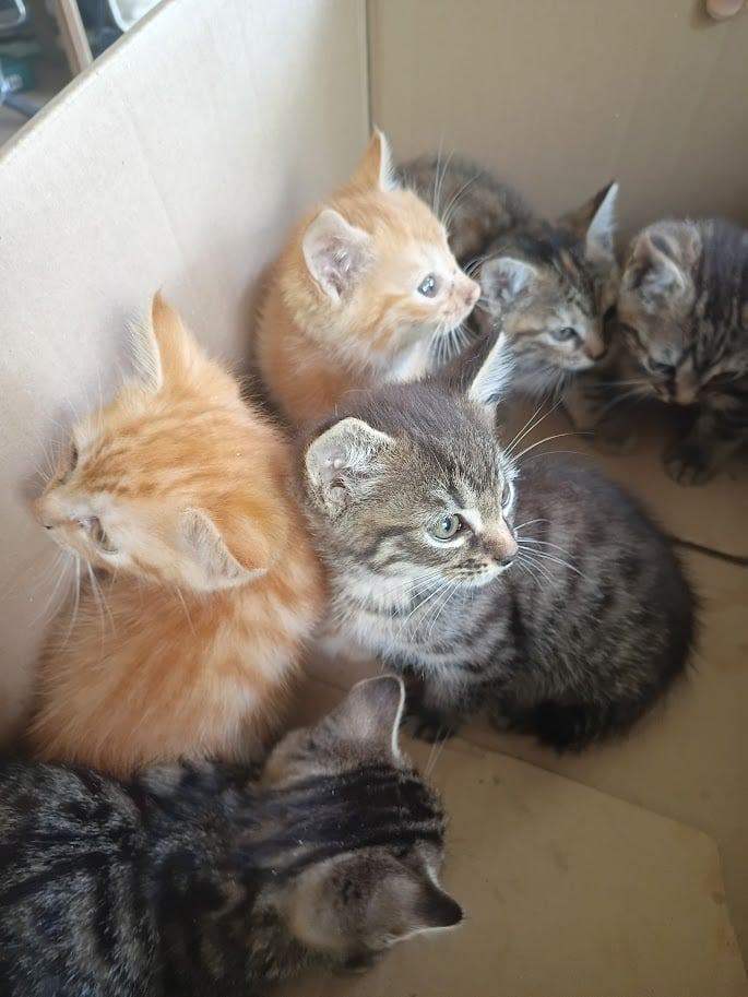 Adorable Kittens Looking for New Homes