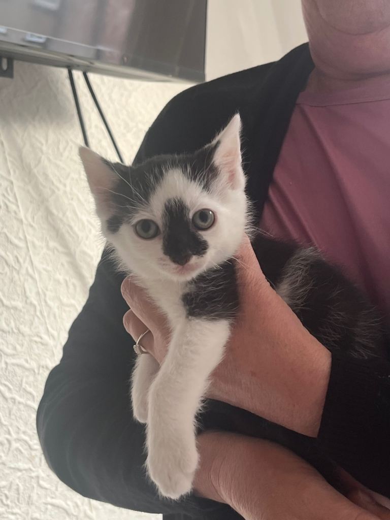 Domestic short haired Kittens for sale 