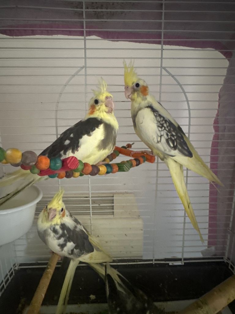8 week old Cocktail birds 