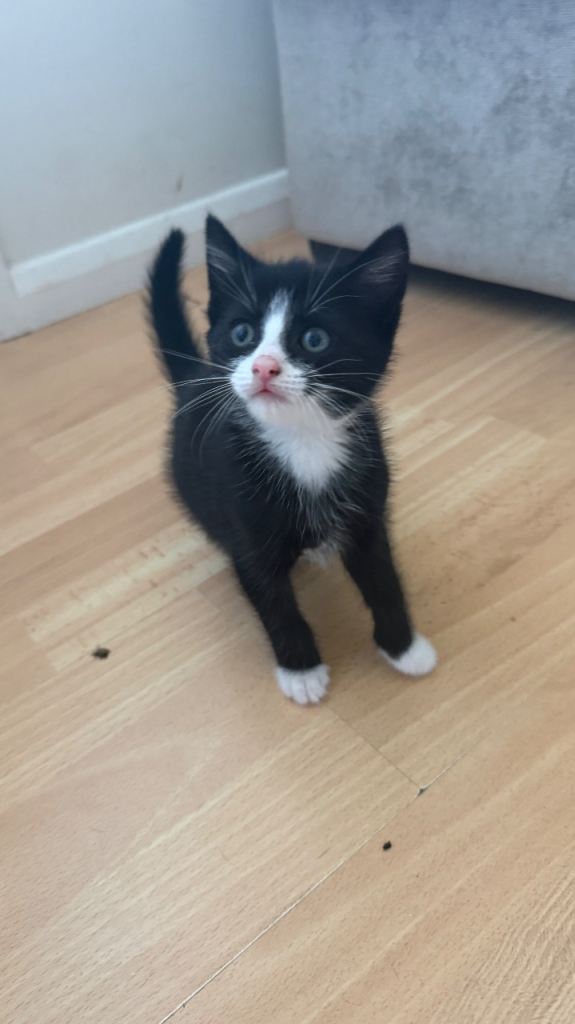 Black and white male kitten 