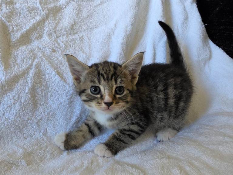 Super Cute Fluffy Persian Rag Doll Mix Kittens Need Forever Homes