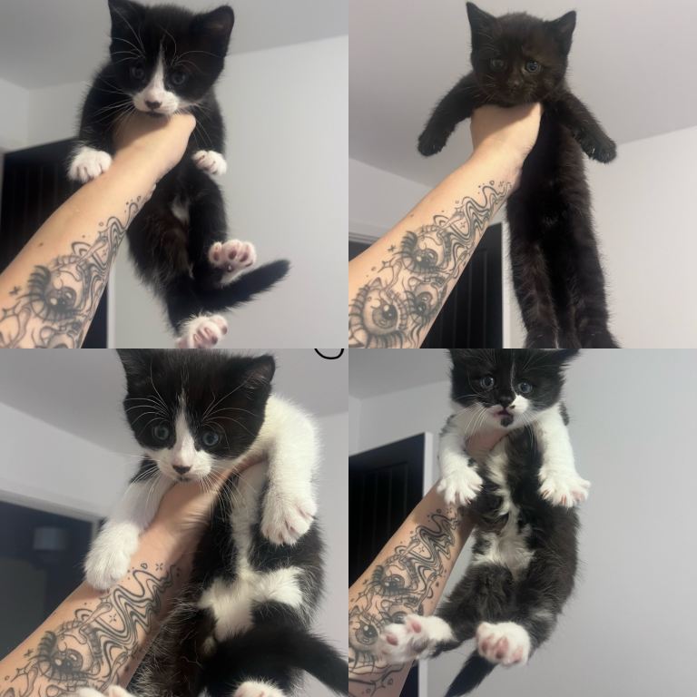 Kittens - Black & White