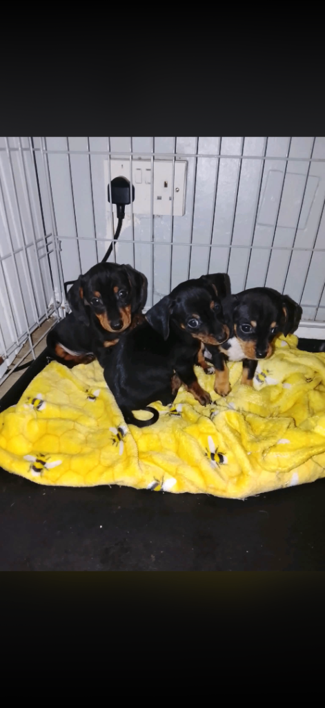 Beautiful dachshunds  puppy's ready to leave 