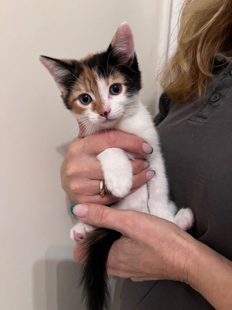 image for Girl kitten