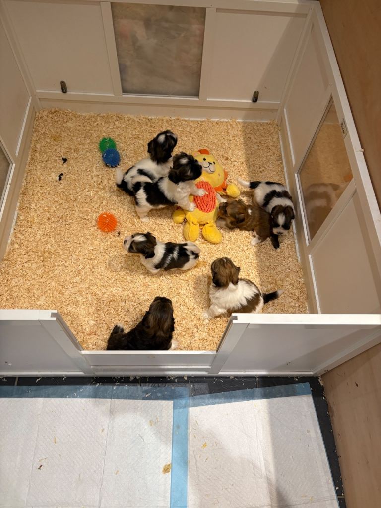 Lhasa pups , 2 boys available 