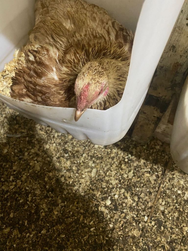 Chicken that is ready to make hens 