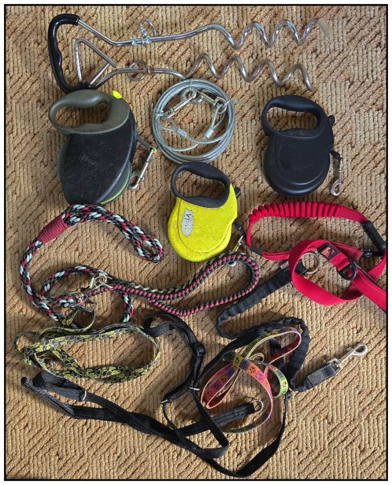 Dog Collars And Leads