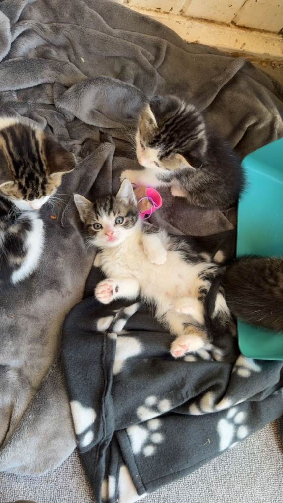 Lovely affectionate kittens for sale 