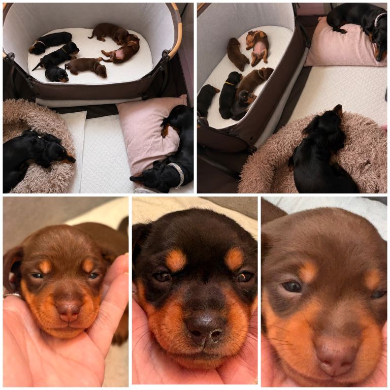 Miniature dachshund puppies