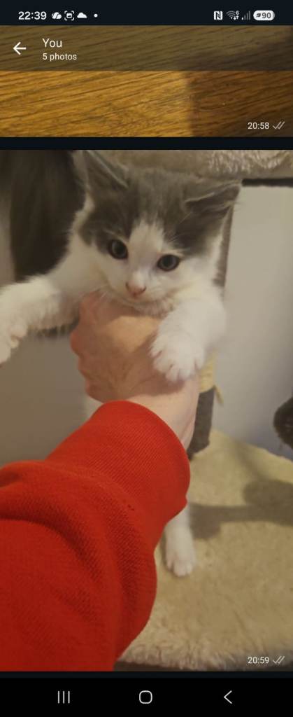 6 kittens for sale 