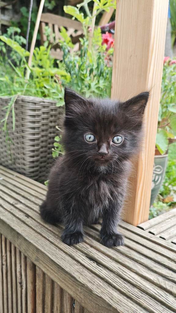 Black kittens