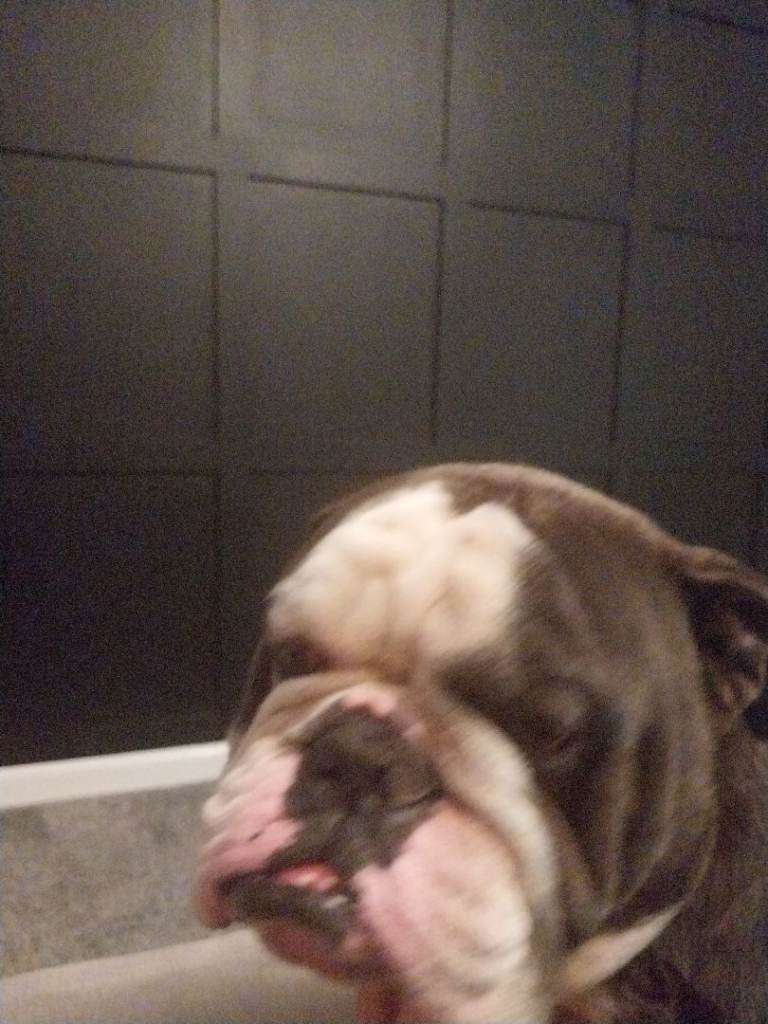 English bulldog