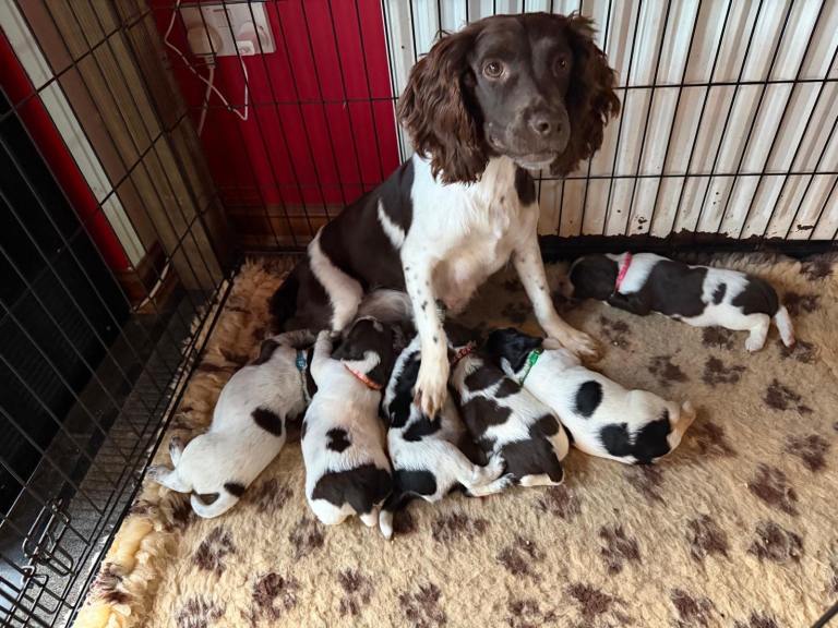 Springer pups 