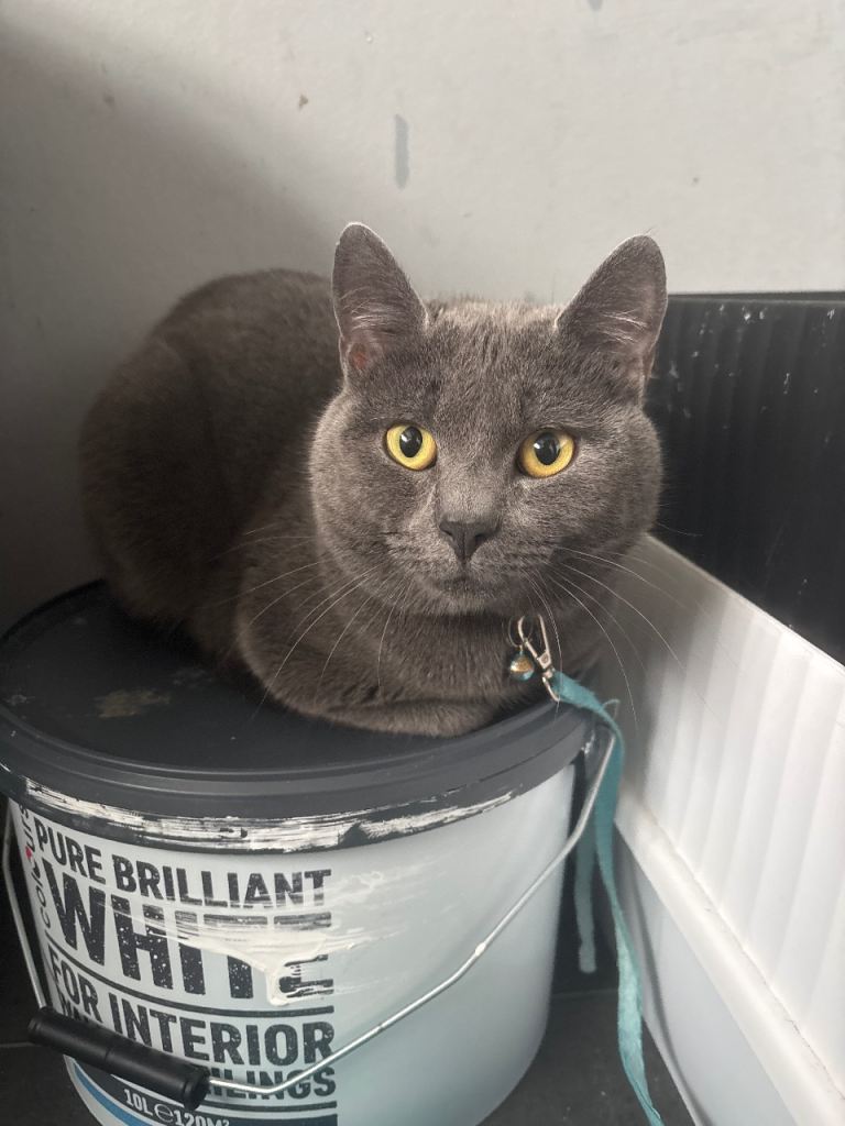 Russian blue