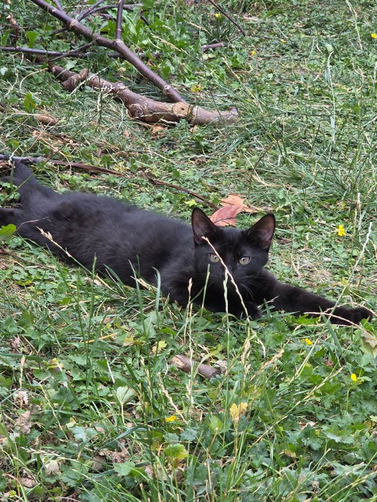 Cute and playful black kitten for sale