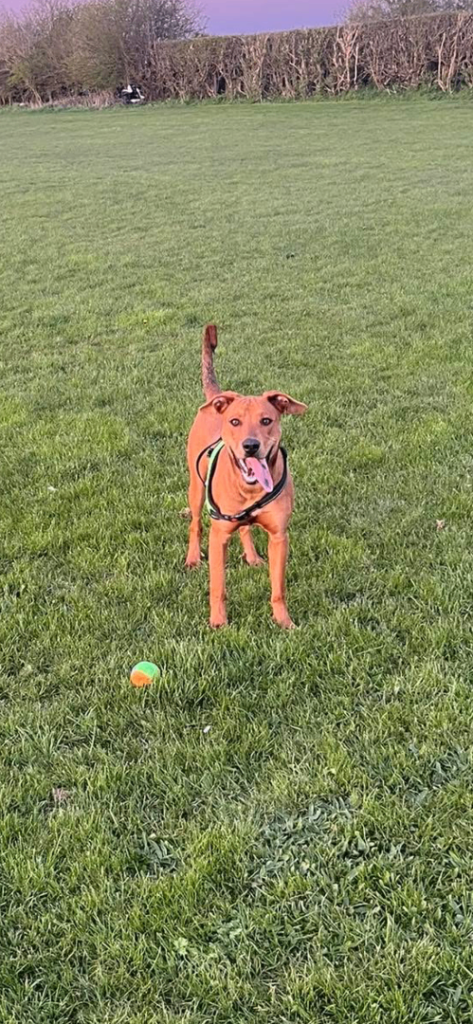 9 month Joey mixed breed (redbone) 