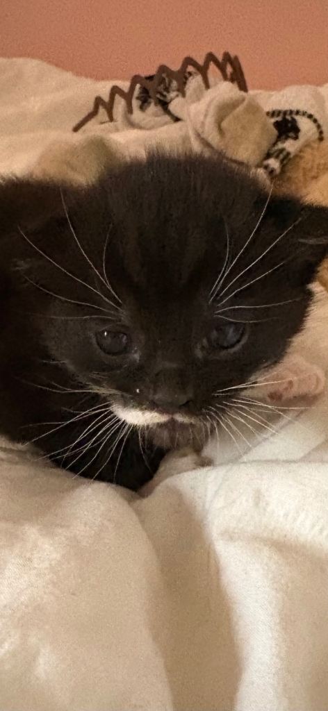 Last kitten left - ready now - Female 