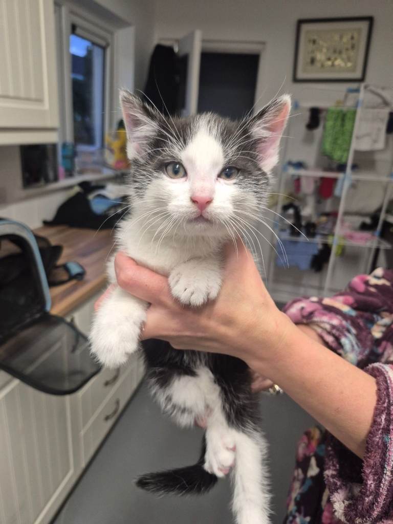 8 week old kittens ( female )