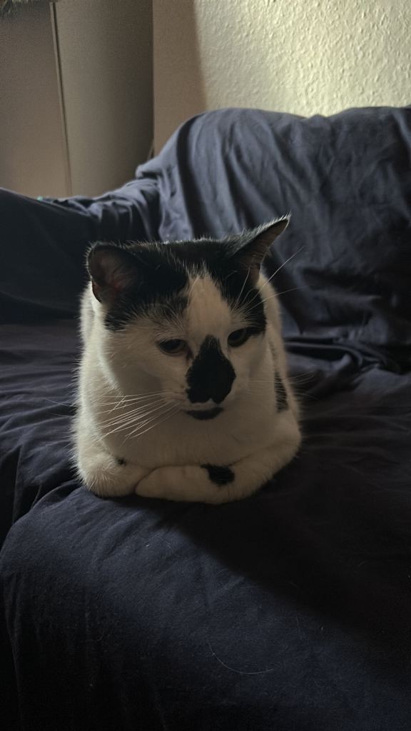 Cat for Responsible Adoption – Pizco