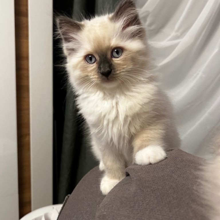 😻Beautiful Purebred Ragdoll Kittens 😻
