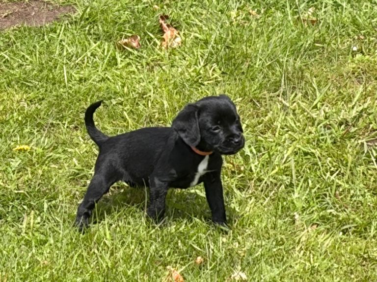 Border Terrier X Springer Spaniel puppies