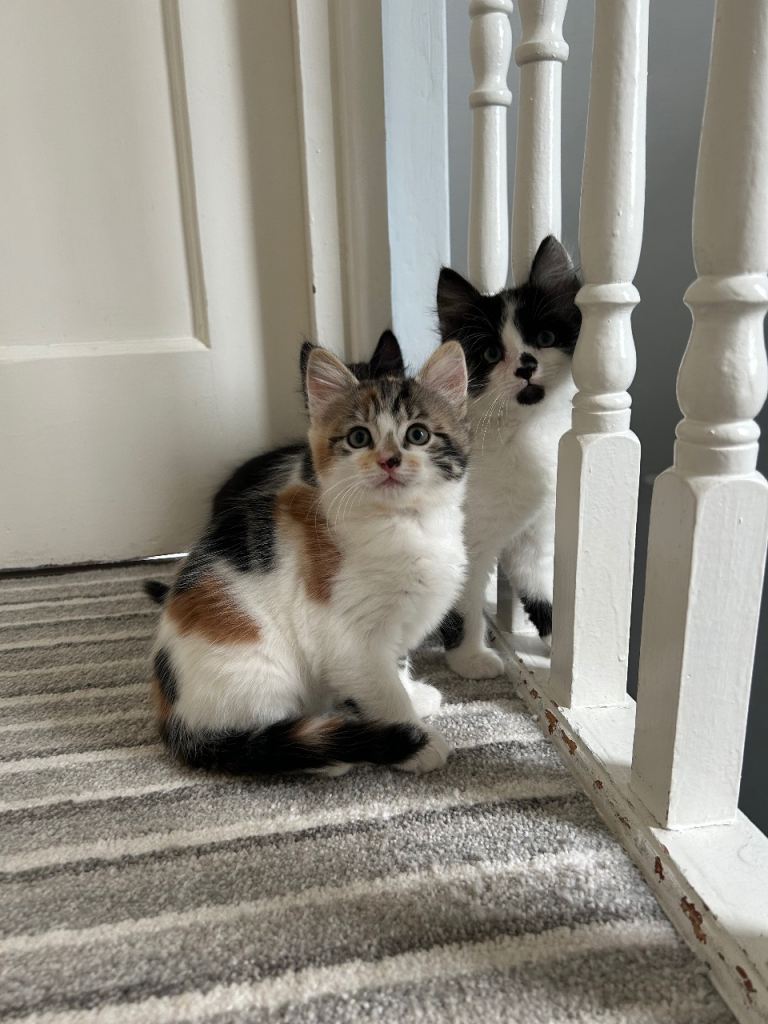 3 Adorable Fluffy kittens 