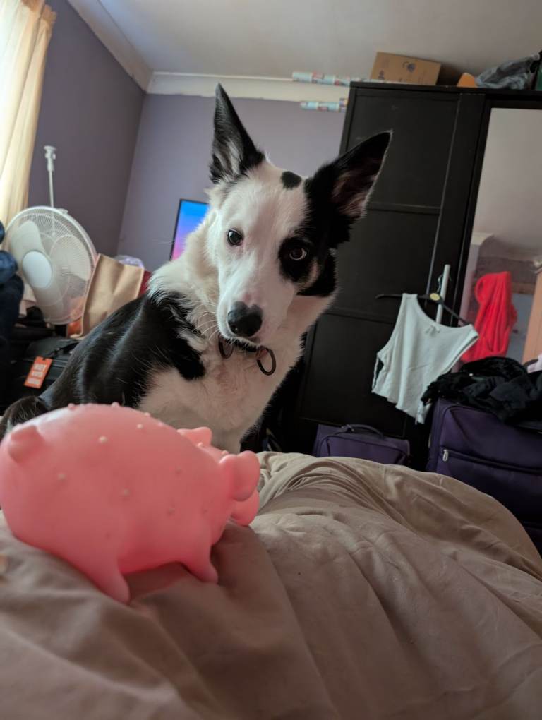 Husky cross border Collie 