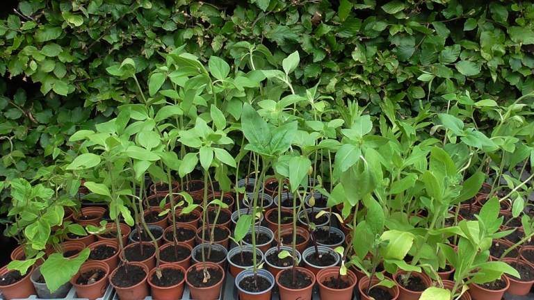 Sunflowers Giant Multi Headed Big strong Plants Gloriosa Daises Dwarf French Beans Runner Beans BS16