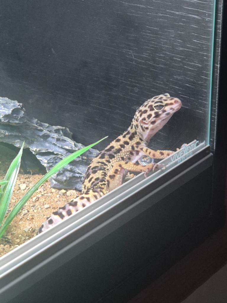 Leapard Gekko 