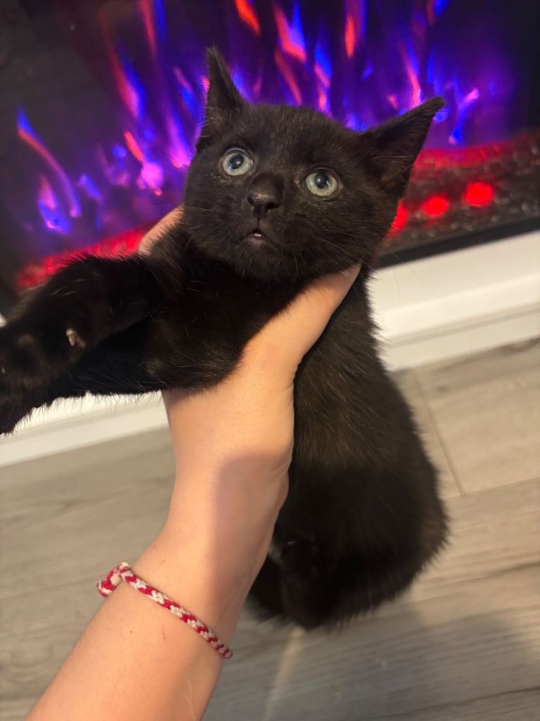 BEAUTIFUL KITTENS £50