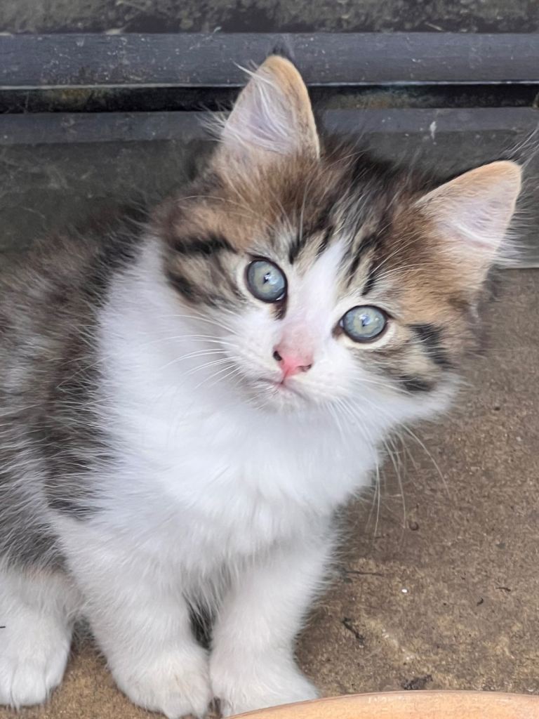 Playful Kittens- Adopt from Cats In British short  hair 