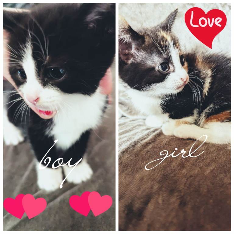 2 beautiful kittens for sale