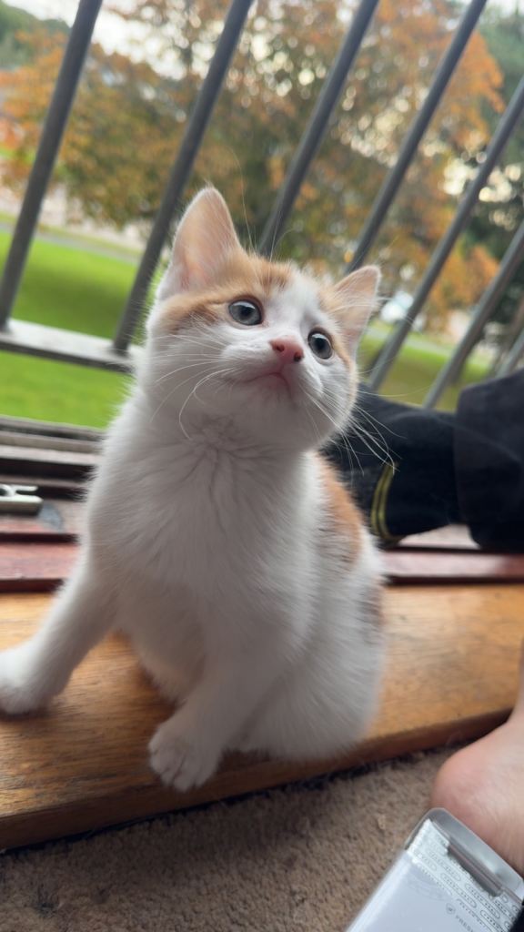 Gorgeous fluffy kittens 