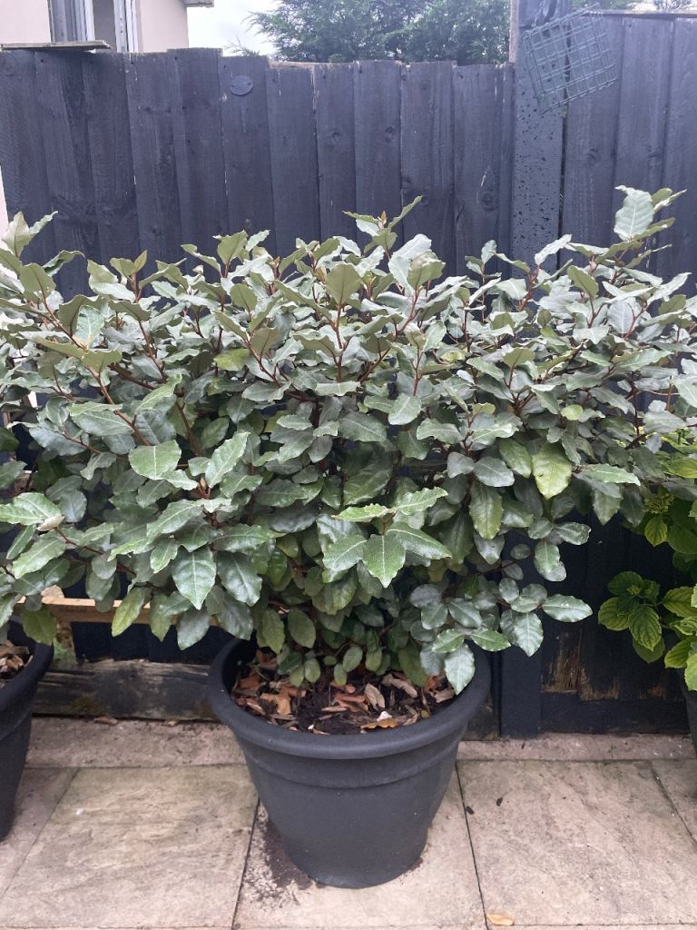 Potted evergreen shrub in large plastic pot 