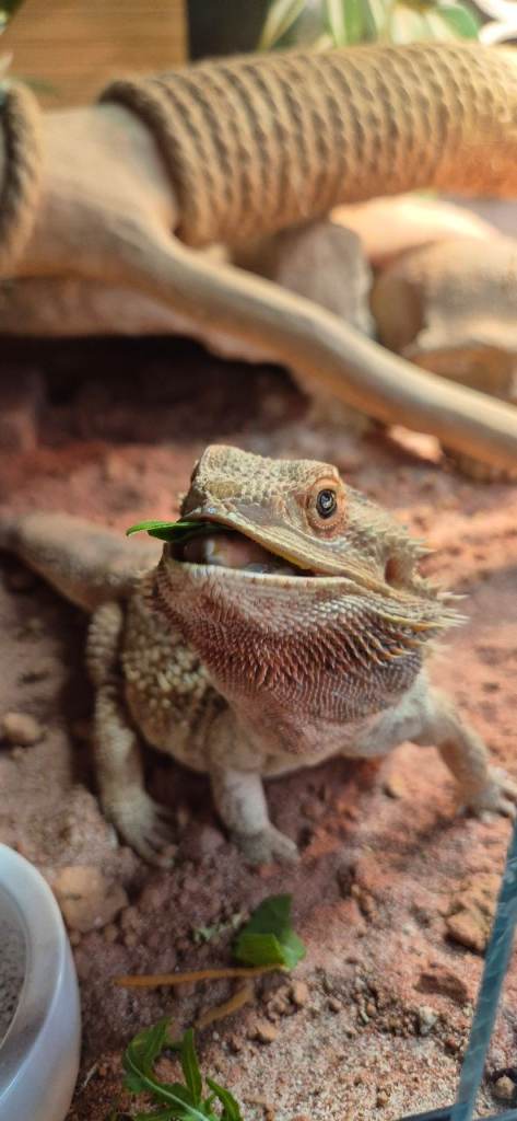 Bearded dragon