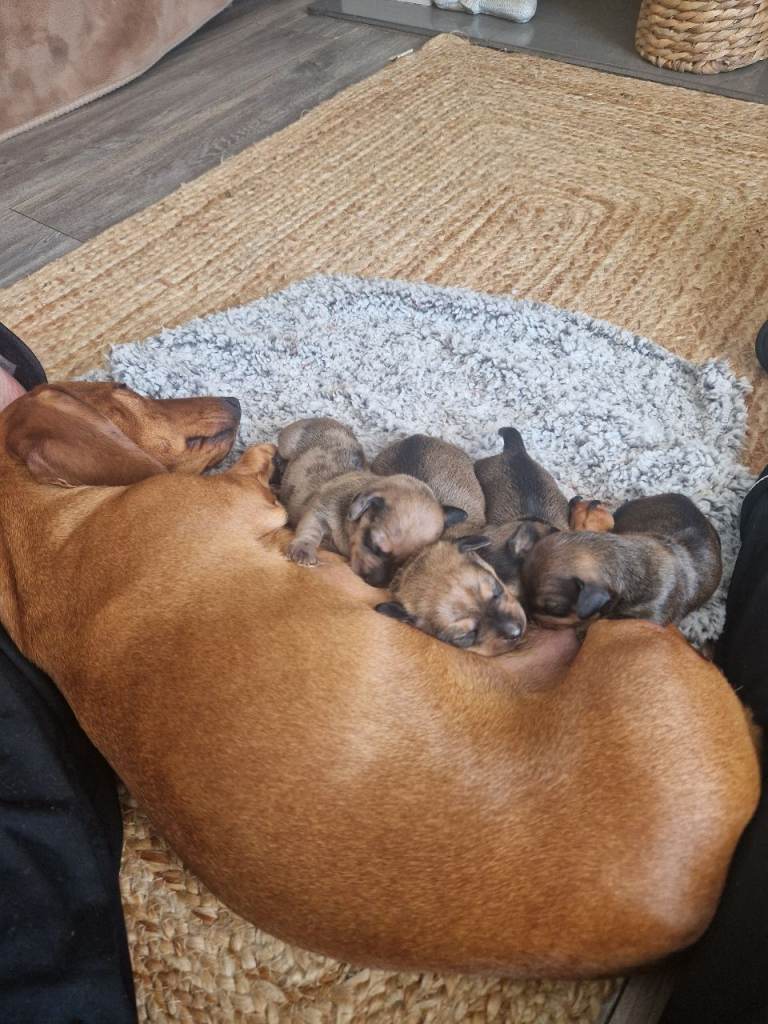 Dachshund puppies for forever homes 