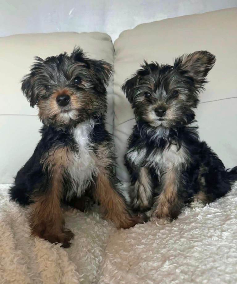2 Yorkshire Terrier Puppies for Sale