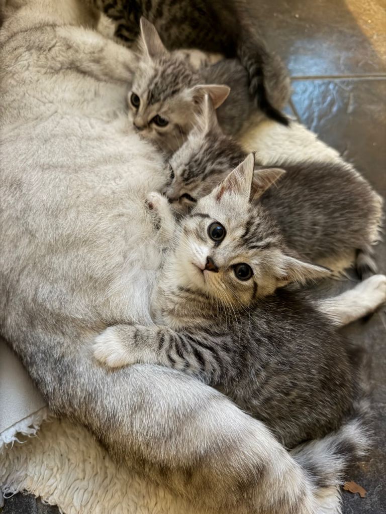 Kittens 