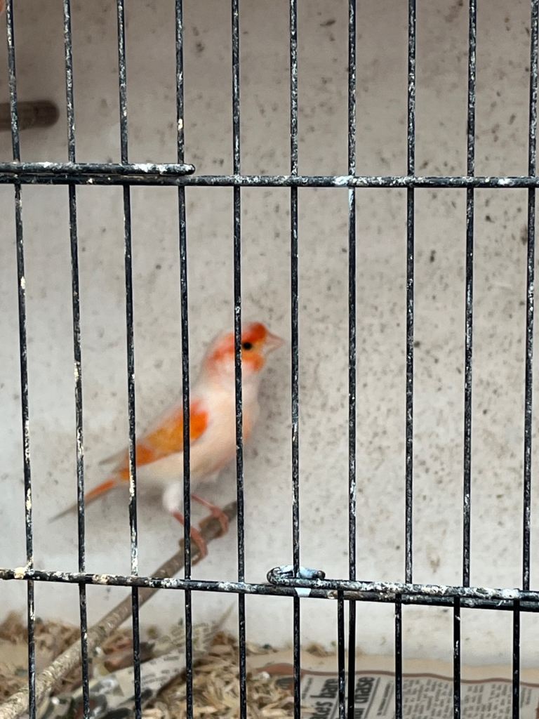 Red Dimorphic Canaries's 