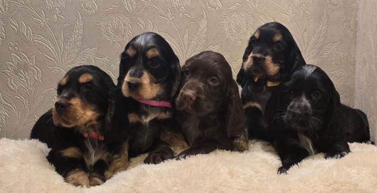 Cocker Spaniel Puppies