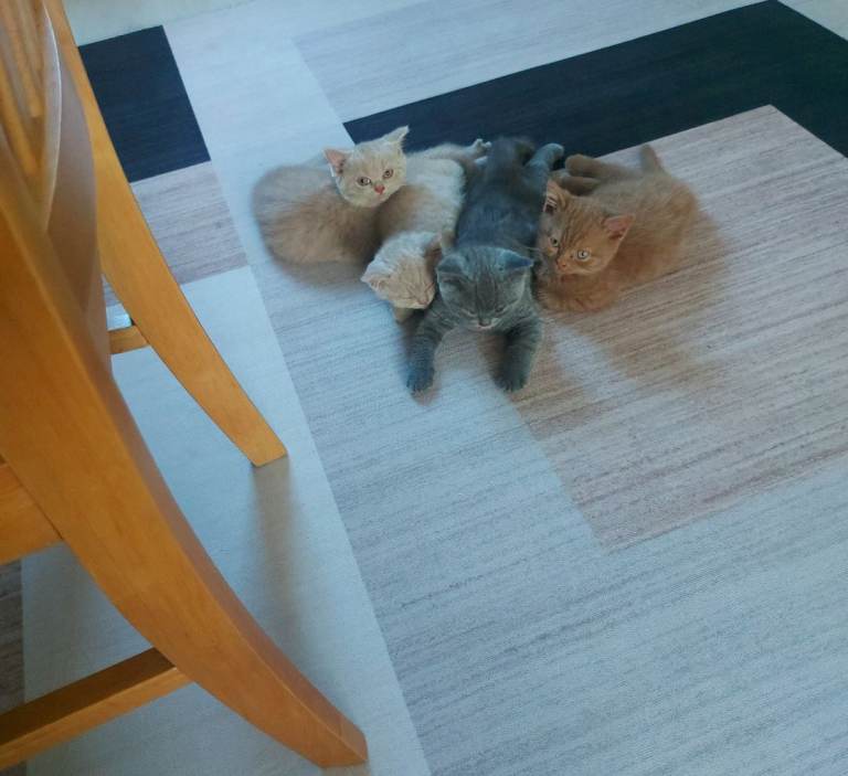 British shorthair available 